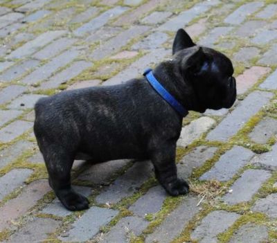 Klik op de foto om originele grootte te bekijken