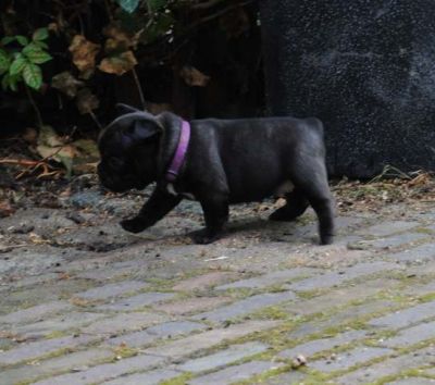 Klik op de foto om originele grootte te bekijken