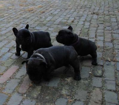 Klik op de foto om originele grootte te bekijken