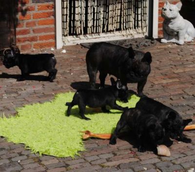 Klik op de foto om originele grootte te bekijken