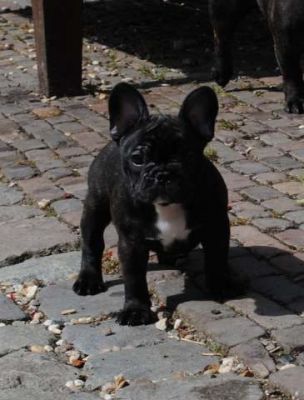 Klik op de foto om originele grootte te bekijken