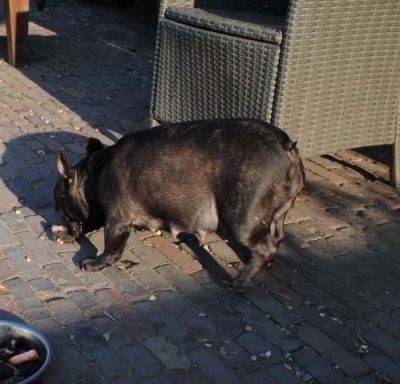 Klik op de foto om originele grootte te bekijken