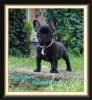 Bestandsnaam : Franse_Bul.jpg
Bestandsgrootte : 36KB
Afmetingen : 445x480
Datum toegevoegd : 19 aug 2012 Franse_Bul.jpg