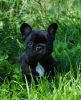 New_heaven_13__gras_051.jpg