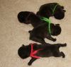 New_pups_heaven_3_001.jpg