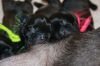 New_pups_heaven_3_031.jpg