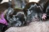 New_pups_heaven_3_038.jpg