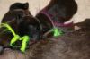 New_pups_heaven_3_061.jpg