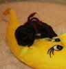 New_pups_heaven_3_080.jpg