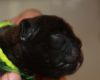 New_pups_heaven_3_085.jpg
