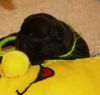 Bestandsnaam : New_pups_heaven_3_091.jpg
Bestandsgrootte : 19KB
Afmetingen : 503x480
Datum toegevoegd : 28 jun 2012 New_pups_heaven_3_091.jpg