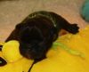 Bestandsnaam : New_pups_heaven_3_095.jpg
Bestandsgrootte : 19KB
Afmetingen : 587x480
Datum toegevoegd : 28 jun 2012 New_pups_heaven_3_095.jpg