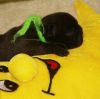 New_pups_heaven_3_099.jpg