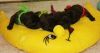 New_pups_heaven_3_121.jpg