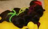 New_pups_heaven_3_132.jpg
