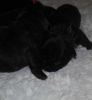 Bestandsnaam : New_pups_heaven_en_elegance_037.jpg
Bestandsgrootte : 13KB
Afmetingen : 444x480
Datum toegevoegd : 06 mei 2013 New_pups_heaven_en_elegance_037.jpg