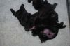 Bestandsnaam : New_pups_heaven_en_elegance_039.jpg
Bestandsgrootte : 23KB
Afmetingen : 640x428
Datum toegevoegd : 06 mei 2013 New_pups_heaven_en_elegance_039.jpg