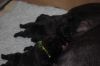 Bestandsnaam : New_pups_heaven_en_elegance_046.jpg
Bestandsgrootte : 18KB
Afmetingen : 640x428
Datum toegevoegd : 06 mei 2013 New_pups_heaven_en_elegance_046.jpg