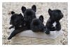 Pups2.jpg