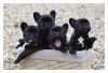 Bestandsnaam : Pups4.jpg
Bestandsgrootte : 329KB
Afmetingen : 800x550
Datum toegevoegd : 31 jul 2012 Pups4.jpg