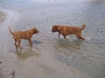 Filename=samen_aan_het_water.jpg
Filesize=18KB
Dimensions=481x360
Date added=Oct 06, 2008 samen_aan_het_water.jpg