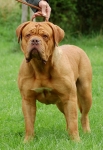 Filename=Cymrygold_Noah.jpg
Filesize=77KB
Dimensions=450x650
Date added=Aug 21, 2010 Cymrygold_Noah.jpg