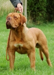 Filename=Cymrygold_Noah2.jpg
Filesize=97KB
Dimensions=500x700
Date added=Aug 21, 2010 Cymrygold_Noah2.jpg