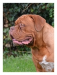 Filename=Diego2.jpg
Filesize=268KB
Dimensions=500x650
Date added=Jul 31, 2012 Diego2.jpg