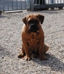 Filename=New_algemeen_honden_april_016.jpg
Filesize=40KB
Dimensions=417x480
Date added=Apr 06, 2013 New_algemeen_honden_april_016.jpg