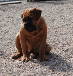 Filename=New_algemeen_honden_april_017.jpg
Filesize=53KB
Dimensions=459x480
Date added=Apr 06, 2013 New_algemeen_honden_april_017.jpg