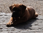 Filename=New_algemeen_honden_april_022.jpg
Filesize=46KB
Dimensions=617x480
Date added=Apr 06, 2013 New_algemeen_honden_april_022.jpg
