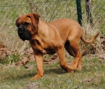 New_algemeen_honden_april_057.jpg