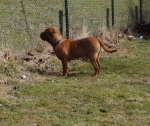 Filename=New_algemeen_honden_april_091.jpg
Filesize=63KB
Dimensions=571x480
Date added=Apr 06, 2013 New_algemeen_honden_april_091.jpg