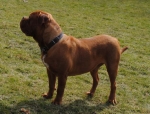 Filename=New_algemeen_honden_april_096.jpg
Filesize=49KB
Dimensions=627x480
Date added=Apr 06, 2013 New_algemeen_honden_april_096.jpg
