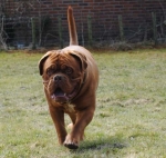 Filename=New_algemeen_honden_april_106.jpg
Filesize=33KB
Dimensions=506x480
Date added=Apr 06, 2013 New_algemeen_honden_april_106.jpg