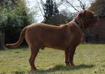 Filename=New_algemeen_honden_april_128.jpg
Filesize=42KB
Dimensions=640x449
Date added=Apr 06, 2013 New_algemeen_honden_april_128.jpg