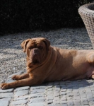 Filename=New_algemeen_honden_april_213.jpg
Filesize=29KB
Dimensions=426x480
Date added=Apr 06, 2013 New_algemeen_honden_april_213.jpg