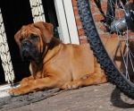 New_algemeen_honden_april_222.jpg