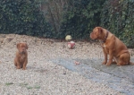 Filename=New_cherrie_52_dg_109.jpg
Filesize=43KB
Dimensions=600x425
Date added=Jan 20, 2012 New_cherrie_52_dg_109.jpg