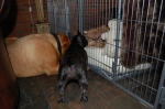 Filename=New_do_021.jpg
Filesize=62KB
Dimensions=640x426
Date added=May 15, 2009 New_do_021.jpg