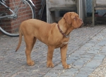 New_elegance_en_dakisch_14_wk_003.jpg
