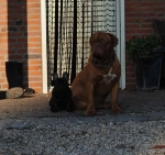 Filename=New_herfst_2012_022.jpg
Filesize=39KB
Dimensions=510x480
Date added=Nov 20, 2012 New_herfst_2012_022.jpg