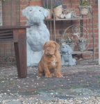 Filename=New_kerst_diego_010.jpg
Filesize=43KB
Dimensions=578x600
Date added=Dec 20, 2011 New_kerst_diego_010.jpg