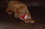 Filename=New_kerst_diego_066.jpg
Filesize=26KB
Dimensions=800x532
Date added=Dec 20, 2011 New_kerst_diego_066.jpg