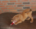 Filename=New_kerst_diego_076.jpg
Filesize=38KB
Dimensions=761x600
Date added=Dec 20, 2011 New_kerst_diego_076.jpg