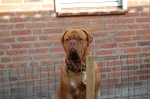 Filename=New_kippen_en_konijnen_en_de_dogs_020.jpg
Filesize=59KB
Dimensions=600x399
Date added=Jul 04, 2008 New_kippen_en_konijnen_en_de_dogs_020.jpg