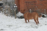 Filename=New_mandy_sneeuw_147.jpg
Filesize=33KB
Dimensions=640x426
Date added=Dec 17, 2009 New_mandy_sneeuw_147.jpg