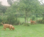 Filename=New_pups,_emi_10_dg_019.jpg
Filesize=92KB
Dimensions=904x768
Date added=Aug 24, 2011 New_pups,_emi_10_dg_019.jpg