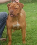 Filename=New_pups,_emi_10_dg_067.jpg
Filesize=49KB
Dimensions=626x768
Date added=Aug 24, 2011 New_pups,_emi_10_dg_067.jpg