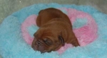 Filename=New_pups_belita_Noah_043.jpg
Filesize=7KB
Dimensions=400x219
Date added=Feb 25, 2011 New_pups_belita_Noah_043.jpg